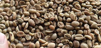 Green Bean — biji kopi mentah premium dari Aceh